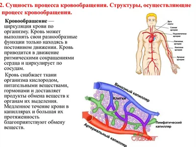 Гимнастика для улучшения мозгового кровообращения