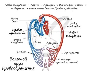 Кровообращение — Википедия