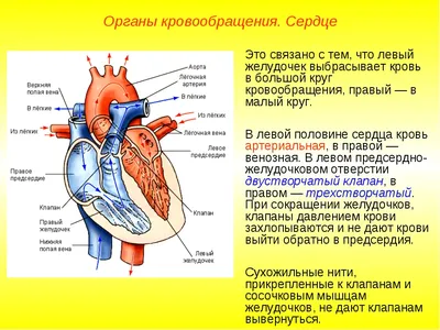 Купить сбор трав усиливающий кровообращение № 46 | Травы Кавказа