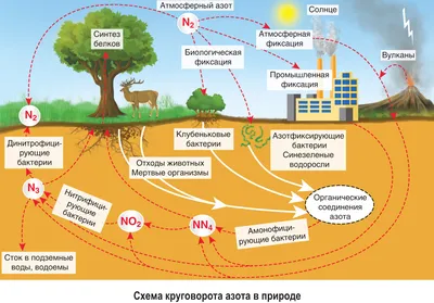 Круговорот азота в природе