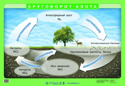 Круговорот азота | Круговорот азота, Уроки биологии, Биология