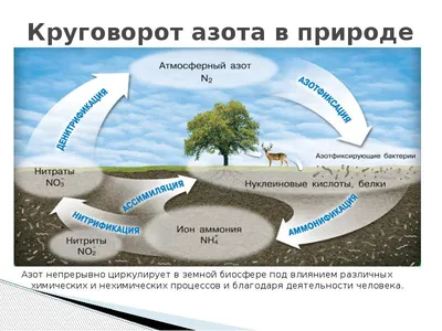 Круговорот азота и углерода в природе | Знание — сила | Дзен