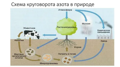 Презентация на тему: "КРУГОВОРОТ АЗОТА В ПРИРОДЕ Выполнила:Корниенко Анна  11 Эко(П)б эк.". Скачать бесплатно и без регистрации.