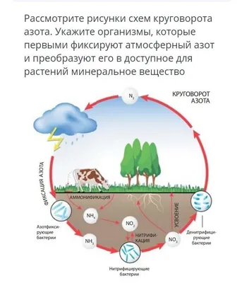 АЗОТ. ЧТО ЭТО ТАКОЕ? ЕГО КРУГОВОРОТ В ПРИРОДЕ. | Все и обо всем | Дзен