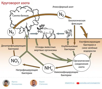 Круговорот азота в природе - презентация онлайн