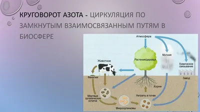 Круговорот азота в природе картинки