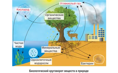 Доклад на тему «Круговорот азота» - online presentation