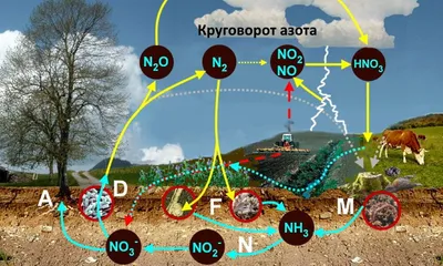 Круговорот азота в природе - Презентация Биология