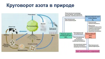 Круговорот азота в природе