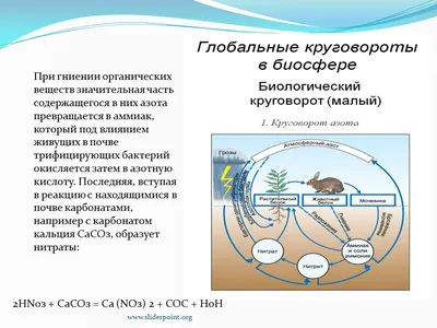 Круговорот азота в природе - презентация, доклад, проект скачать