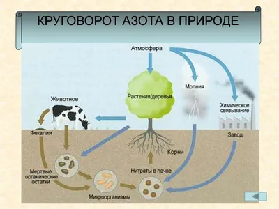 Жидкие азотные удобрения для богатого урожая. Польза ЖКУ | АгроСтройТорг