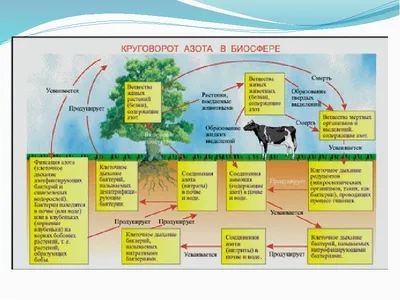53. Круговорот веществ в биосфере
