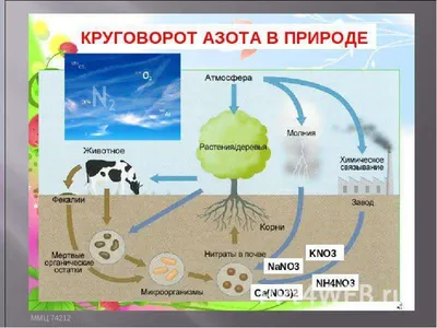 Круговорот азота и углерода в природе | Знание — сила | Дзен