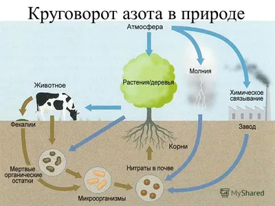 53. Круговорот веществ в биосфере: *Круговорот азота