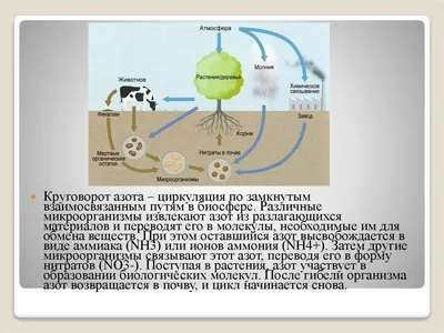 Круговорот азота в природе - online presentation