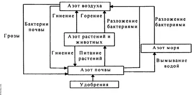 Презентация на тему: "КРУГОВОРОТ АЗОТА В ПРИРОДЕ Выполнила:Корниенко Анна  11 Эко(П)б эк.". Скачать бесплатно и без регистрации.