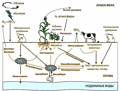 N. P. K. Важнейшие макроэлемнты для растений | Старое логово ботаника | Дзен