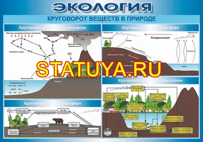 О чём говорят экологи? Круговорот азота» — Яндекс Кью