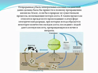 Круговорот азота в природе - Презентация Биология