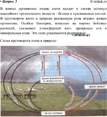 КРУГОВОРОТ АЗОТА В ПРИРОДЕ