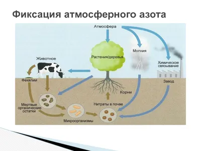 Круговорот Азота - YouTube