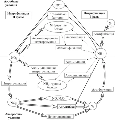 Круговорот азота - МИКРОБИОЛОГИЯ: ТЕОРИЯ И ПРАКТИКА