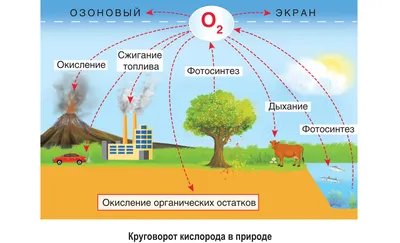 АЗОТ. ЧТО ЭТО ТАКОЕ? ЕГО КРУГОВОРОТ В ПРИРОДЕ. | Все и обо всем | Дзен