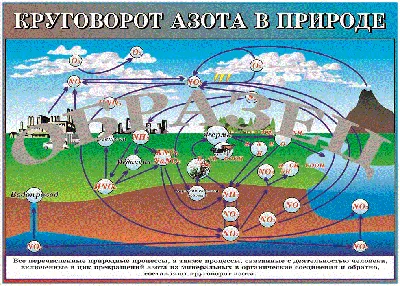 Таблица "Круговорот азота в природе". Купить