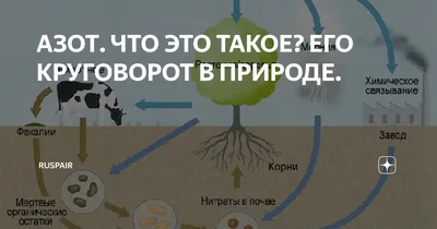 КРУГОВОРОТ АЗОТА В ПРИРОДЕ - презентация, доклад, проект