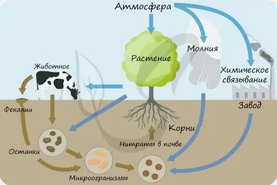 53. Круговорот веществ в биосфере