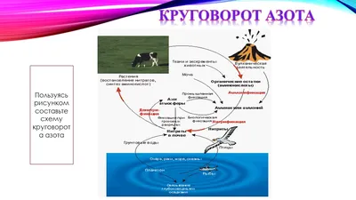 Презентация к уроку на тему "Круговорот веществ в природе"(9 класс)