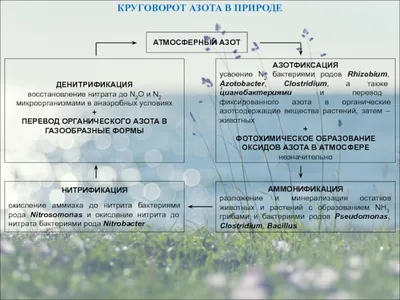 Круговорот азота в природе - online presentation