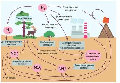 Круговорот азота в природе - 3D-сцены - Цифровое образование и обучение  Мozaik