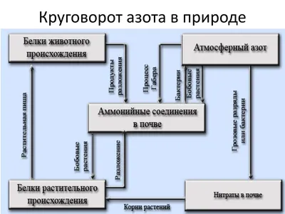 Круговорот азота в природе АТМОСФЕРНЫЙ АЗОТ ДЕНИТРИФИКАЦИЯ восстановление