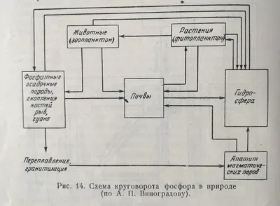 Круговорот веществ в природе