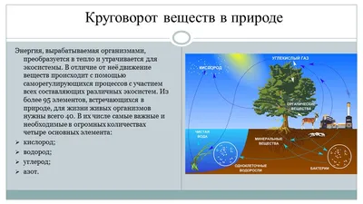 КРУГОВОРОТ АЗОТА В ПРИРОДЕ