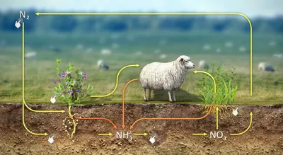 КРУГОВОРОТ АЗОТА В ПРИРОДЕ - презентация, доклад, проект