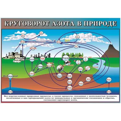 Рассмотрите рисунки схем круговорота азота. Укажите организмы, которые  первыми фиксируют - Школьные Знания.com