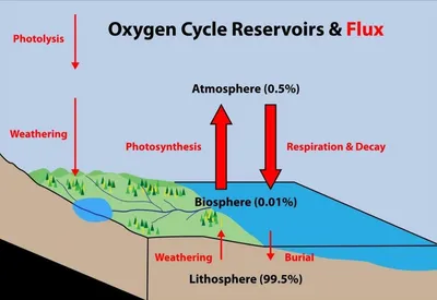 Круговорот кислорода в природе(Oxygen in nature) - YouTube