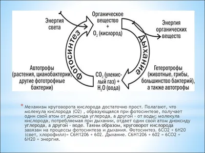 53. Круговорот веществ в биосфере