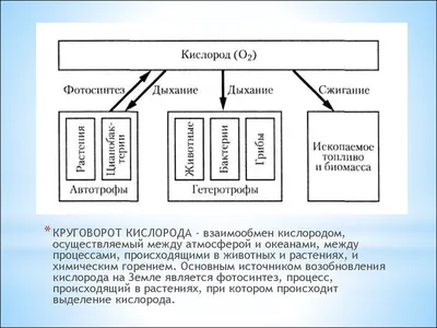 Круговорот кислорода в природе, где он находится и другие интересные факты