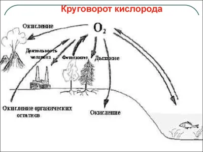 Круговорот химических элементов в биосфере • Биология, Экология • Фоксфорд  Учебник