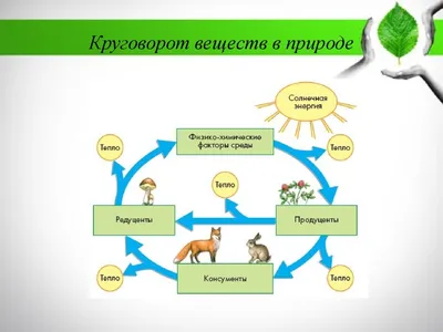 Круговорот кислорода в природе