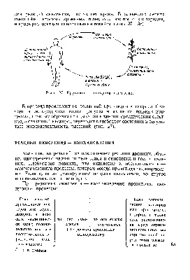 22. Круговороты веществ