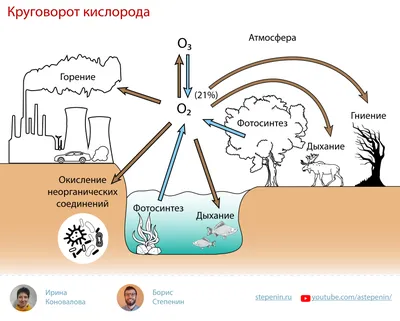 Кислородный цикл: процессы - круговорот кислорода - урок по химии | Моя  Школа | 