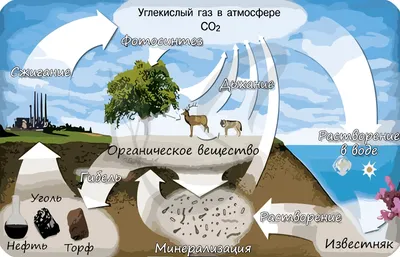 Круговорот кислорода в природе, где он находится и другие интересные факты