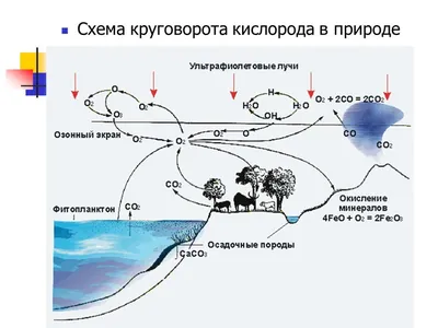 Круговорот кислорода Продукционный процесс в лесных экосистемах