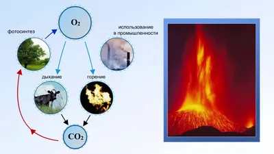 Круговорот кислорода в природе, где он находится и другие интересные факты