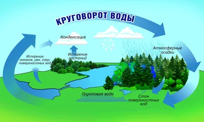 Плакат 23*42см "Окружающий мир в начальной школе. Круговорот воды в  природе" - Элимканц