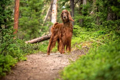 ТОП 10 самых больших собак в мире: породы с фото и описанием - Pets